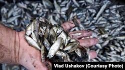 Иллюстрациялык сүрөт. 