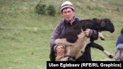 Каркыра жайлоосундагы кыргыз малчы. 2015-жыл