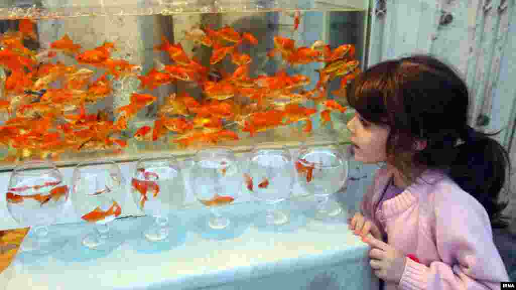 Тегеран. Девочка рассматривает золотых рыбок