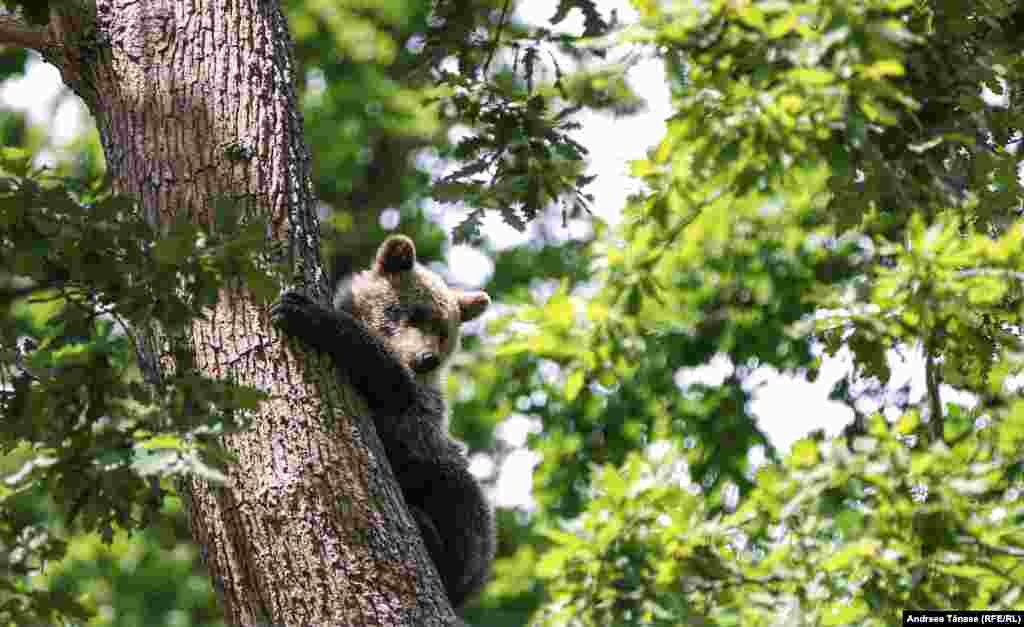 Ursuleții cei mici provin din orașe sau din sălbăticie și au fost găsiți de oameni cu inimi mari, care au știut să sune la Sanctuar pentru a se asigura că animalele vor primi îngrijirea necesară.&nbsp; Ursulica Bamse s-a pierdut de mamă și a fost hrănită cu biberonul la Sanctuar. Bruni, cel mai mic locatar al Sanctuarului, a fost găsit în Maramureș singur, pe marginea drumului, rănit și înfometat. Nicole și Puppa au fost găsite singure și deshidratate lângă Biertan.