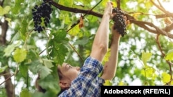 Илустрација