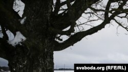 Керла шо тIекхочуш ганцхоша хIора юьртана уллерчу хьуьнхахь лохуш хилла 12 га долу наж.