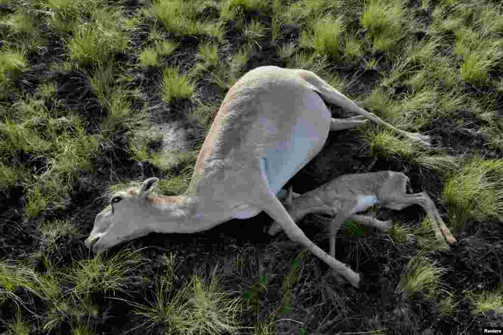 Погибшие самка сайгака с детёнышем. Костанайская область, 20 мая 2015 года. &nbsp;