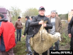 Корбан сарыгын сатып алучы