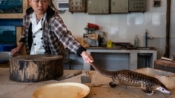 панголин на кинески пазар