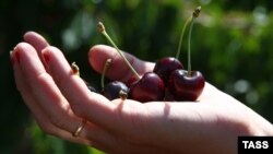 Крымская черешня, архивное фото