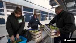 Беларустун санитардык көзөмөл инспекциясы Европадан келген алманы текшерүүдө. Брест, 3-декабрь 2014-жыл