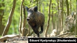 Ілюстрацыйнае фота