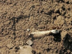 Фото з місця пограбування кургану біля села Григорівка