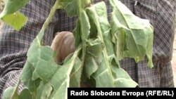 Уништени посеви со тутун.