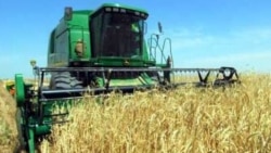 Diňle: Ahalda bugdaý oragynda 'ogurlygyň' öňüni almak üçin gözegçilik edilýär