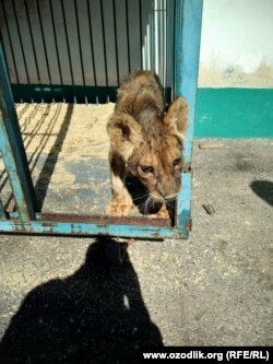 Цирковые животные сильно истощены и находятся без должного присмотра.