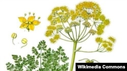 Ферула вонючая.
