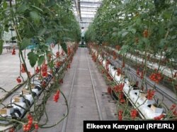 Делегация во главе с президентом Кыргызстана Сооронбаем Жээнбековым посетила Академию сельскохозяйственных наук. На фото: теплица Академии, 8 июня 2018 г.