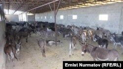 Былтыр Ноокатта табылган эшек ферма.