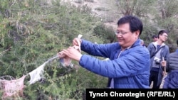 Бээжиндик профессор Хошуд Цэнгэл Жети-Өгүздөгү Тамга-Таштын мазарына чүпүрөк байлоодо. 12-июнь, 2019-жыл.