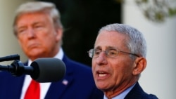 Ентони Фаучи, директор на американскиот Национален институт за алергија и заразни болести