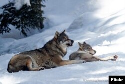 Карышкырлар