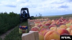 Livadă de piersici în Moldova