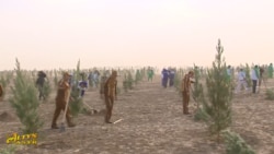 Diňle: Maryda fewralyň sowugynda guramaçylykly bag ekildi we TW üçin ýazgy edildi