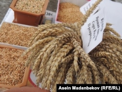 Кыргызстандын буудайы. Архивдик сүрөт.