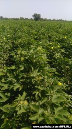 Mary welaýatynyň Sakarçäge etrabynda gunçalan gowaça meýdanlary.