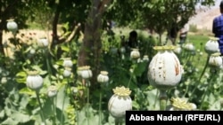 کشت کوکنار در ولایت بامیان