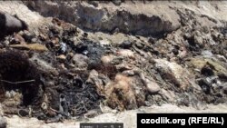 Қурбонликка сўйилаётган чорва моллари ва паррандаларнинг чиқинди-ахлатлари кўмилмасдан сасиб, атроф муҳитни булғаётгани айтилмоқда.