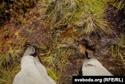 Балота Ельня