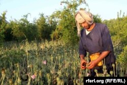 Афганський селянин збирає опій-сирець на своєму таємному полі. Провінція Кандагар, квітень 2017 року
