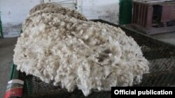 Асыл тукум койлордун уяң жүнү.