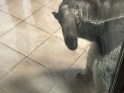 Взрослый муравьед