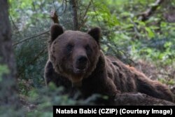 Një ari i murmë i kapur nga kamera pyjore në Mali të Zi.