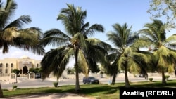 Оманда төп агач – пальмалар