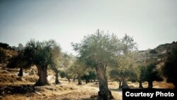 د زیتون ونې 