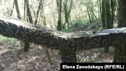 Абхазские ученые отдают себе отчет в серьезности проблем, возникших для флоры Абхазии, и не теряют надежд, что их удастся решить