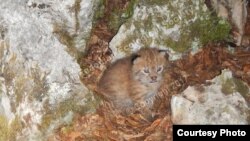 Младенче од рис: Фотографија на Македонско еколошко друштво