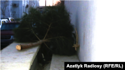 Aşgabat. Parahat-7-de çapylan 100 bagyň biri.