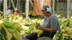 (Video) Ultimele plantații de tutun din Moldova