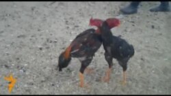 Ош. Петушиные бои "гладиаторов"