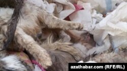 Отловленные и умерщвленные кошки, Ашхабад, январь, 2019. 