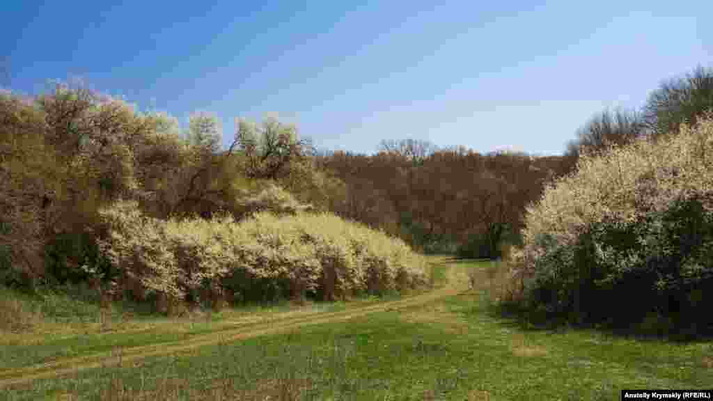 Стежка в'ється між квітучими чагарниками і деревами