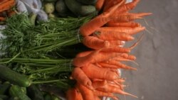 Lebapda kärende ýerlerine käşir, şugundyr we mekgejöwen eken daýhanlaryň ekinleri sökülýär