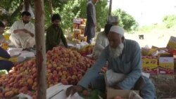 چارواکي وايي د سوات شفتالو هر کال شاوخوا ۱۵ اربه روپۍ کاروبار کوي