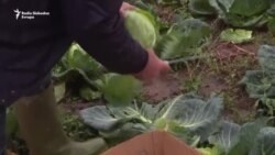 Domaći proizvodi daleko od bh. trpeze