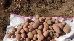  Lebapda ýetişdirilýän ýeralmanyň ‘uly bölegi isrip bolýar, mallara berilýär’