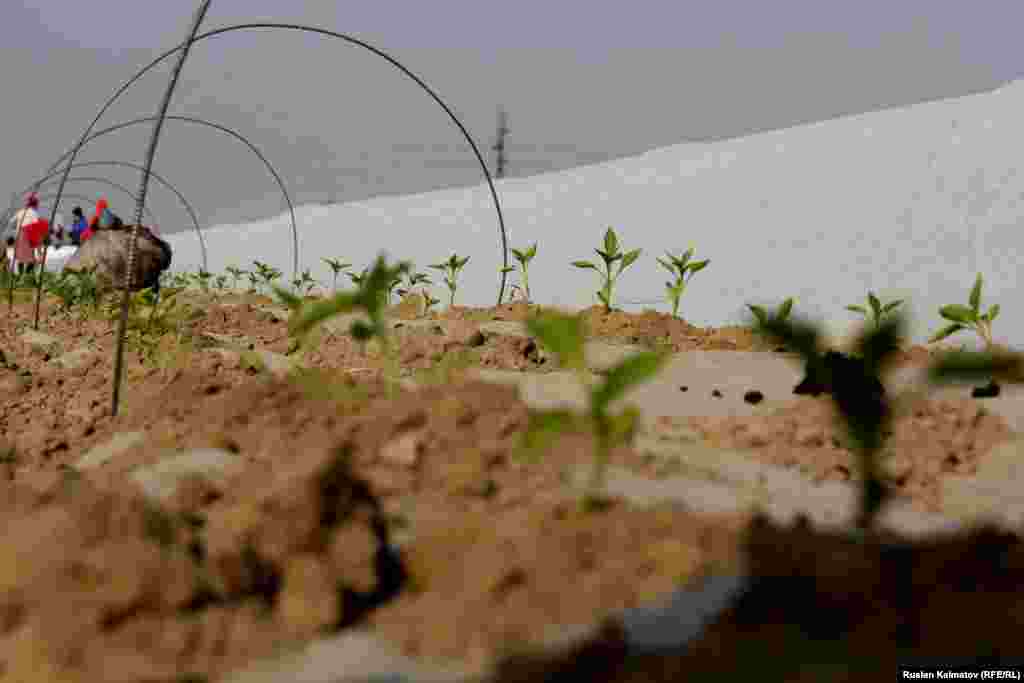 На два гектара земли требуется около 60 тысяч единиц рассады. Фермер выращивал ее в теплицах с декабря. &nbsp;