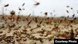 تصویر آرشیف: هجوم ملخ ها بر یکی از مزارع 
