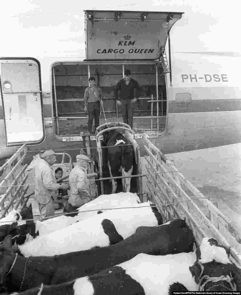 Исроил аэродромида Эронга йўл олаётган юк самолётига сигирлар юкланмоқда. 1965 йил.Исроил Эрон нефтидан фойда кўрган бир пайтда, Теҳрон Исроилнинг қишлоқ хўжалиги ва ҳарбий технологиялар борасидаги тажрибасини ўрганган.