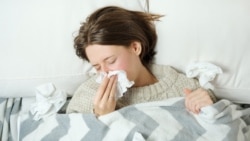 "Көз кызарып, баш ооруйт". Сасык тумоонун кесепети